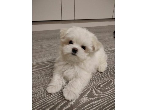 Maltipoo bebeklerimiz
