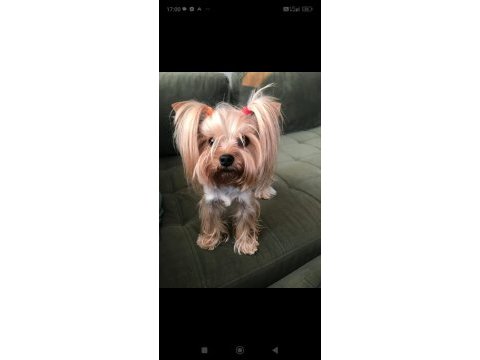 Yorkshire terrier yavrular