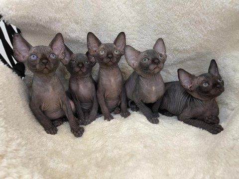 Sphynx sfenks tüysüz dişi erkek yavruları