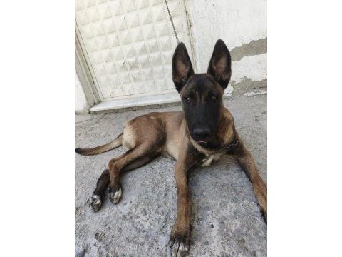 Sahibinden sahiplendirilecek malinois