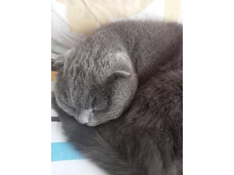 Scottish fold 4 yaşında kedimiz