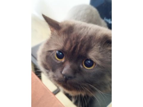 Nadir bulunan kedi türü chocolate british longhair