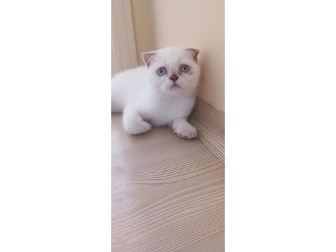 Scottish fold 3 aylık kedimiz