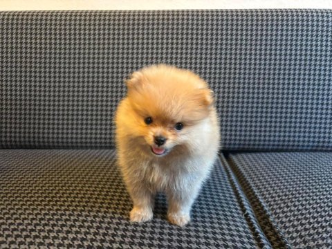 Pomeranian boo yavrularımız