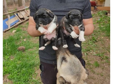 Sivas merkez anne sütün den kesilmiş kangal yavruları