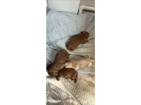 Mükemmel anne babaya sahip toy cockapoo