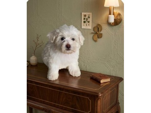 Maltese terrier yavru