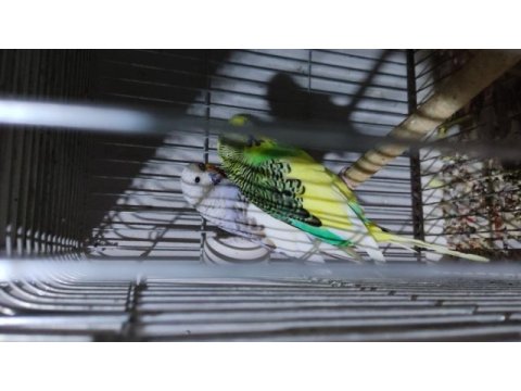 Kafesi ile beraber üreticiden muhabbet kuşu