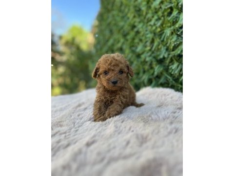 Toy poodle bebekler üst kalite