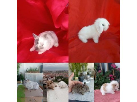 Cüce ve lop ırkı tavşan