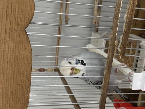 Dişi kartal muhabbet kuşum yeni yuvasını arıyor