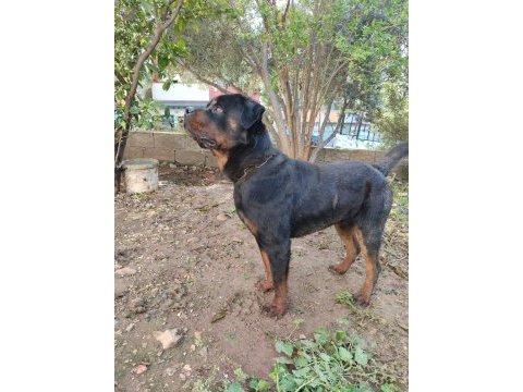 Erkek ve dişi rottweiler hatay da