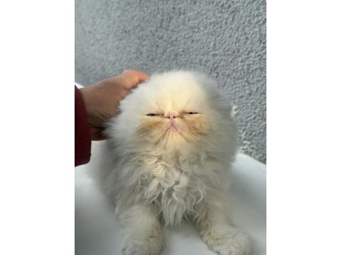 İran persian 2 aylık dişi