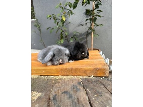 Hollanda lop tavşanlar her yere gönderilir
