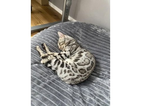 Elite silver bengal kedisi kitten ozy