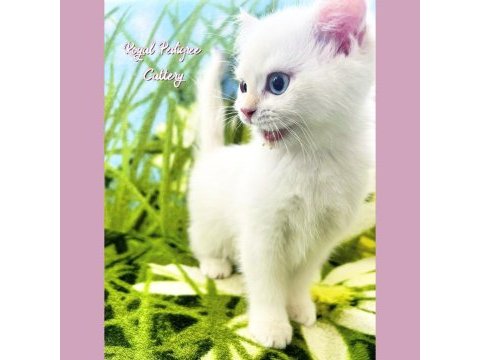 3 aylık by33 british shorthair dişi