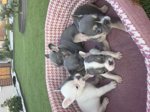 French bulldog dişi erkek yavrular