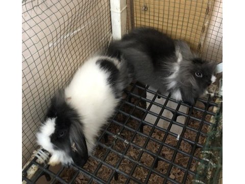 Dişi+erkek takım halinde teddy lop tavşan