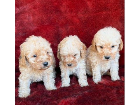 Toy poodle yavruları