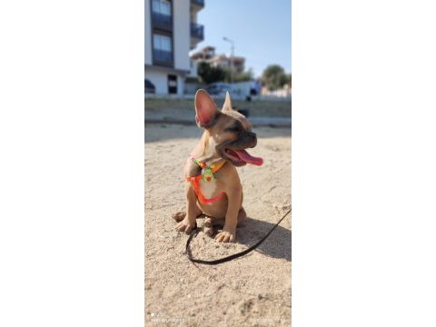 Efsane anatomi french bulldog