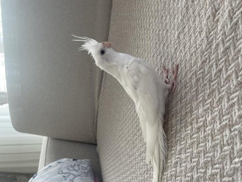 3 aylık evcil albino sultan papağanı