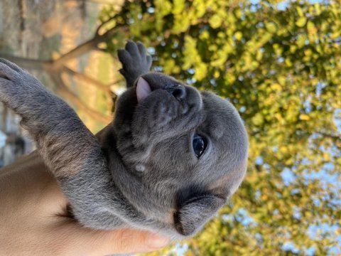 Mavi gözlü blue fransız bulldog köpeğimiz