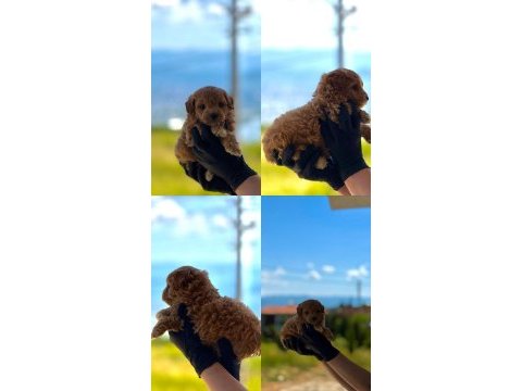 Maltipoo dişi erkek bebekler