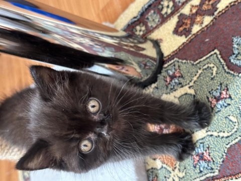 British longhair