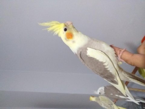 2024 sultan papağanı whiteface-pearl-cinnamon