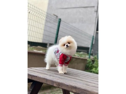 Güzellik harikası pomeranian bebekler