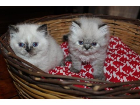 Dişi ve erkek 2 aylık british longhair