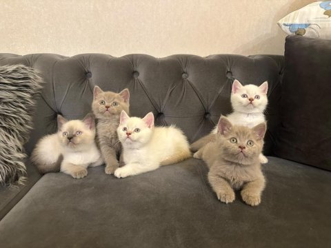 British shorthair yavrularımız @petclubadanaa