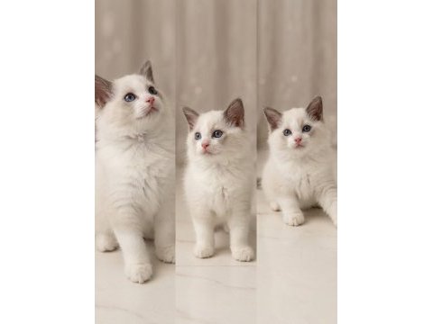 Ragdoll dişi ve erkek yavrular