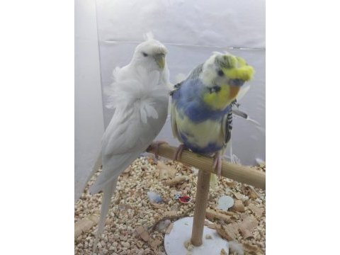 Yavru muhabbet kuşları
