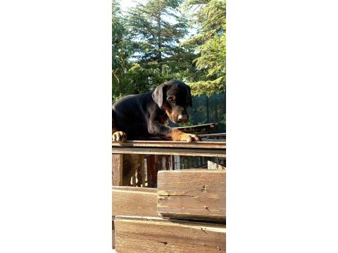 Şecereli safkan anne babadan 2 aylık doberman yavruları