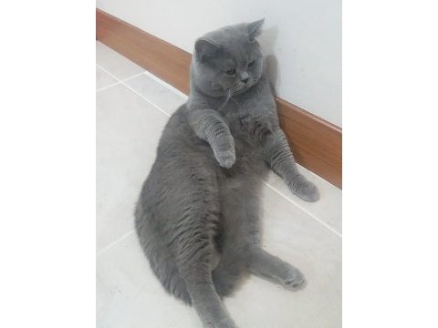 Aşırı yakışıklı british shorthair