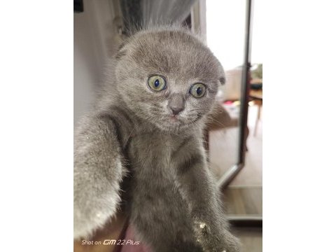 Dişi 2 adet scottish fold