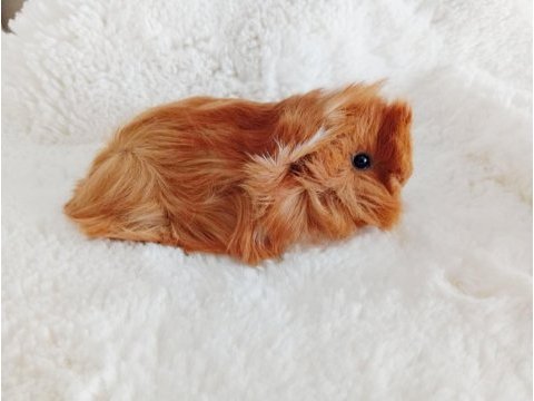 Guinea pig bebekler