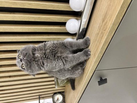 Scottish fold bebek
