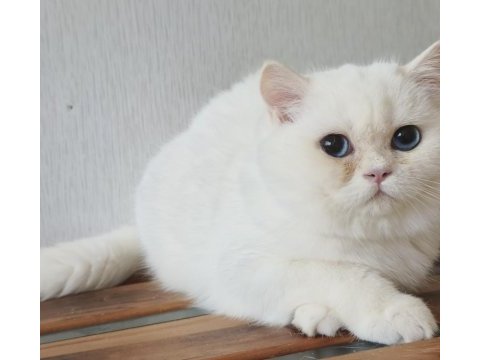 British shorthair ny 1233 dişi kedimiz