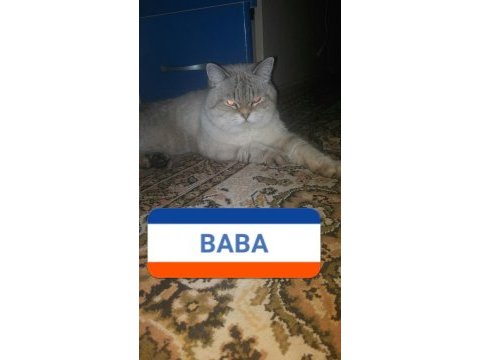 24 eylül doğulu erkek scottish fold