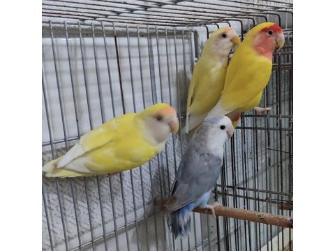 Son kalan sevda papaganları buyrun sizde sahiplenin
