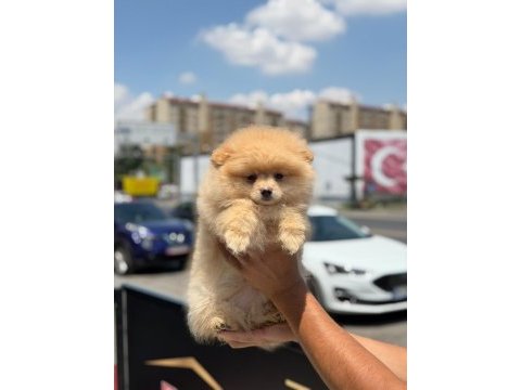 Ankaranın en seçkin pomeranian boo yavruları