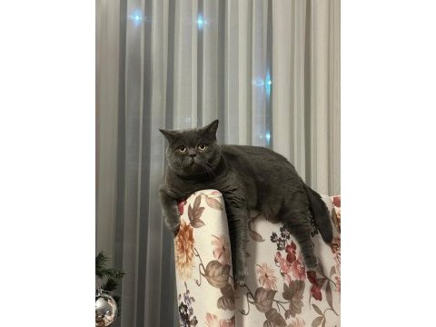 Kısır erkek kedimiz tüm eşyalarıyla verilecektir