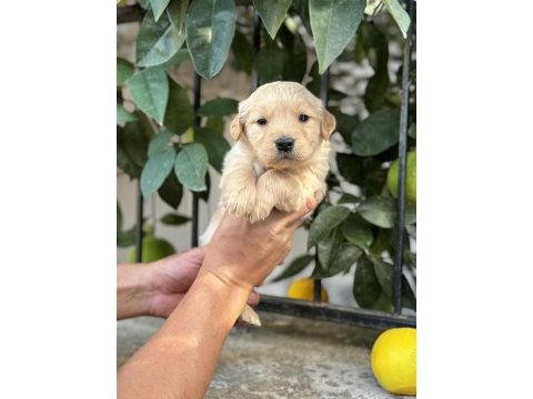 Irk ve sağlık garantili golden retriever