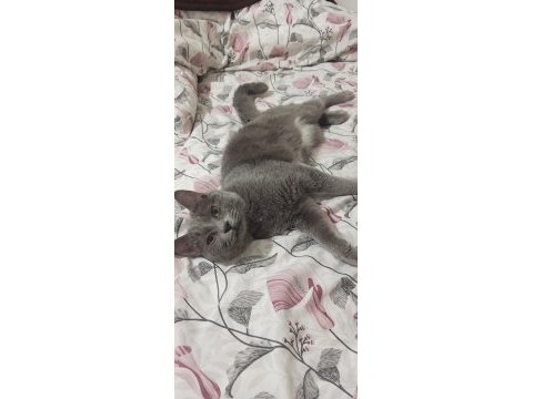 British shorthair 6-7 aylık