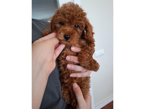 Ev doğumlu ailemizde büyüyen toy poodle yavrularım