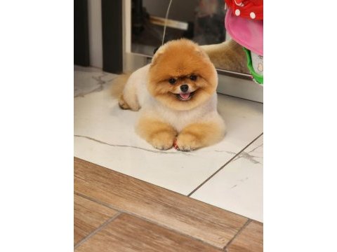 Gerçek ayı surat pomeranian boo türkiyenin enleri