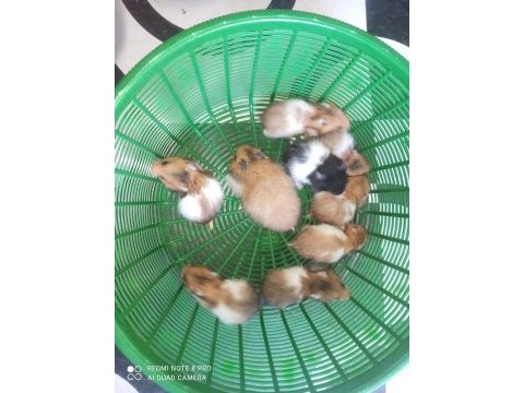 Aynı gün adrese teslim hamster yavrular ve setleri