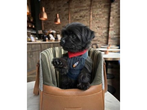 Black morkie çok sevimli